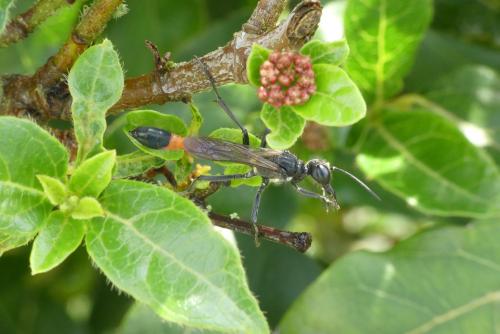 Ammophila sabulosa